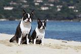 BOSTON TERRIER 292